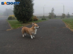 Небольшой дождь пройдет в День разведчика