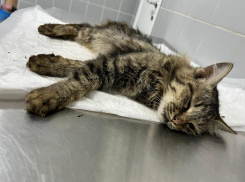 Перелом позвоночника и истерзанное тело: о нападении бездомных собак в Волжском