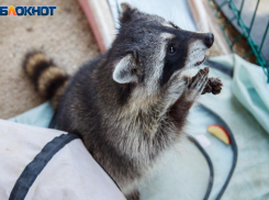 Где можно волжанам потрепать енота за холку? Видео