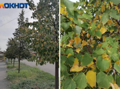 Осень или последствия токсичной травли? В Волжском начала опадать и желтеть листва