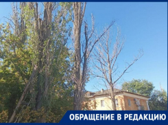 «Стучат в окно и грозятся разбить», - жители Волжского о сухостое