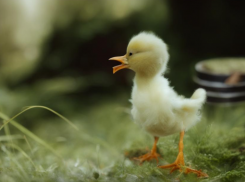 Вы нашли птенца на земле. Что нужно делать?