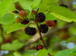 Шелковица для волжан - вкусная ягода, а не сырье для шелка