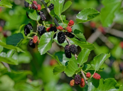 История и особенности волжского тутовника: от основания села до современности
