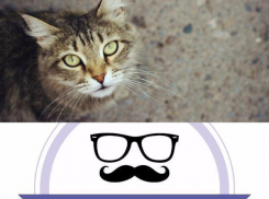 «Стильный Волжский -7» : пушистые красавицы