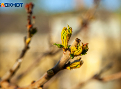 Собственник земли в Волго-Ахтубинской пойме заплатит 250 тысяч рублей за вырубку черных тополей