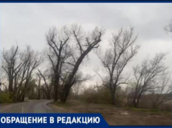 «А вдоль дороги деревья мертвые стоят и тишина», - волжанка рассказала о недостатках отремонтированного проезда