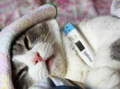 Главное о COVID-19 в Волгоградской области на 23 июня