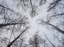 Погода в день рождения Деда Мороза будет пасмурной