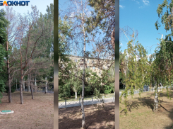 «Он умирает»: в Волжском деревья  в сквере по улице Дружбы находятся в плачевном состоянии 