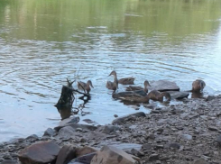Волжанка сфотографировала уток под мостом к острову Зеленый