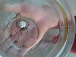 Волжане нашли в огороде неизвестного паука