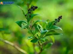 Сплетни могут навести порчу: приметы на 11 октября