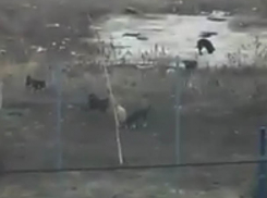 Волжанка сняла на видео, как стая из десяти собак облюбовала их детскую площадку