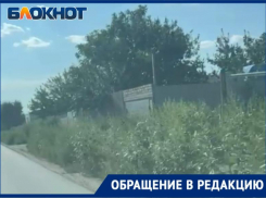 Кто ее грызть будет?Остров Зеленый зарос лебедой в сезон аллергии. Видео
