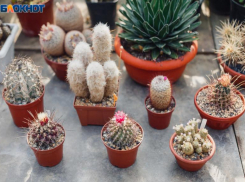 Неприступные и красивые: в Волжской оранжерее проходит выставка суккулентов и кактусов
