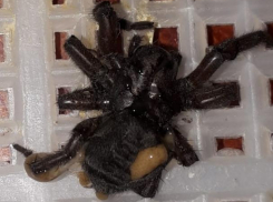 Огромного паука выловили в кварталах
