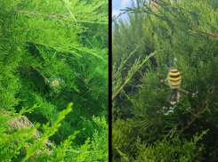 Аранеоморфные пауки водятся на детской площадке в Волжском: ядовитые попали на фото