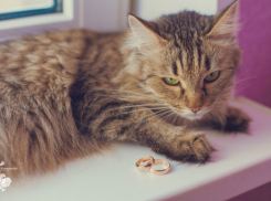 Первый участник конкурса "Мартовские коты" - кошка Алиса