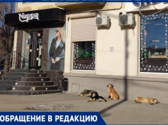«Стая собак на Спутнике всех кошек растерзала»,- волжанка о наболевшей проблеме