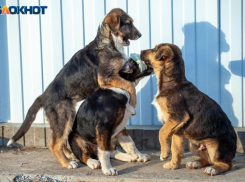 В Волжском обозначили места, где кормить бездомных собак нельзя