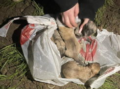 Мужчины заживо закопали 8 щенков под Волжским
