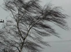 Порывы сильного ветра пообещали волжанам в маленькую пятницу