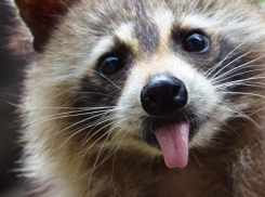 Крошка енот поразил волжан своим трудолюбием 