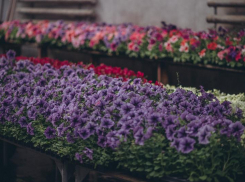 Тысячи красок на квадратный метр: в Волжском открывается рекордная выставка цветов