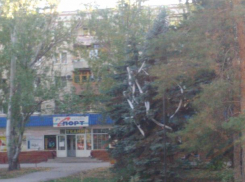 Гирляндами из туалетной бумаги украсили елки волжские вандалы