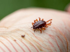 Волжанам посоветовали осматривать себя на наличие клещей каждые 15-20 минут