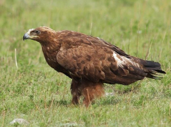 Степной орел стал «краснокнижным»