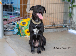 Как обезопасить любимых питомцев на прогулке летом? Советы для волжан