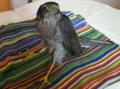 Волжане спасли и выходили умирающего ястреба: скоро животное вернется к обычной жизни