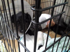 В Волжском спасают черного пса Бима