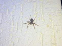 Мерзкие пауки атаковали частный дом в Киляковке