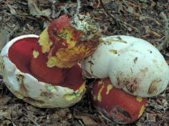 Сатанинский гриб ядовит и не порадует волжан в корзинке