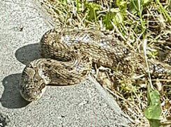 Громадная змея подкараулила волжанку в черте города 