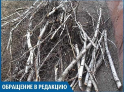 В нашем дворе из-за строительства подстанции спиливают вековые деревья, - волжанин