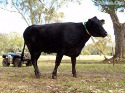 Следы пропавшей коровы нашли под Средней Ахтубой