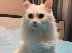 Белоснежная принцесса ищет любящих хозяев в Волжском