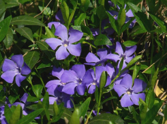 Ядовитый могильник можно встретить в Волжском на каждой клумбе