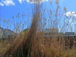 Жители Волжского предупреждают о пожароопасном камыше возле домов