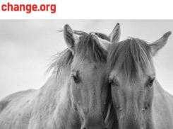 Волжане поддерживают петицию против сноса конюшни в «Сосновом бору»  