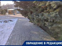 Возле ратуши Волжского деревья  «нападают» на прохожих: видео