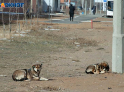 В Волжском владельцы агрессивных собак понесут уголовную ответственность