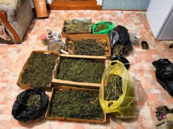 Под Волжским мужчина в ящиках хранил марихуану
