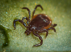 За неделю 199 укушенных: в Волжском клещи пошли в атаку