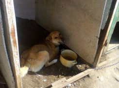 Волжанин хотел пристрелить своего пса: тот ему просто надоел