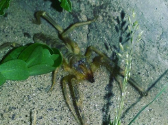 Волжан напугал паук - фаланга